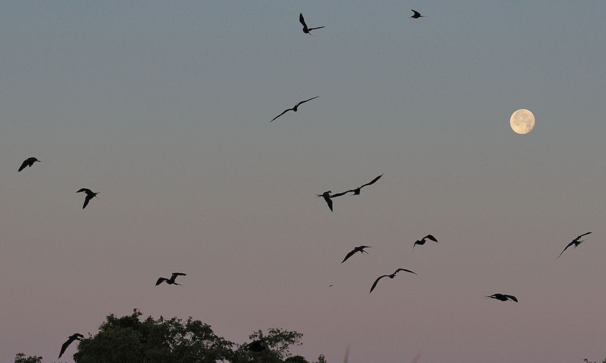 Magnificent Frigatebird - ML617953751