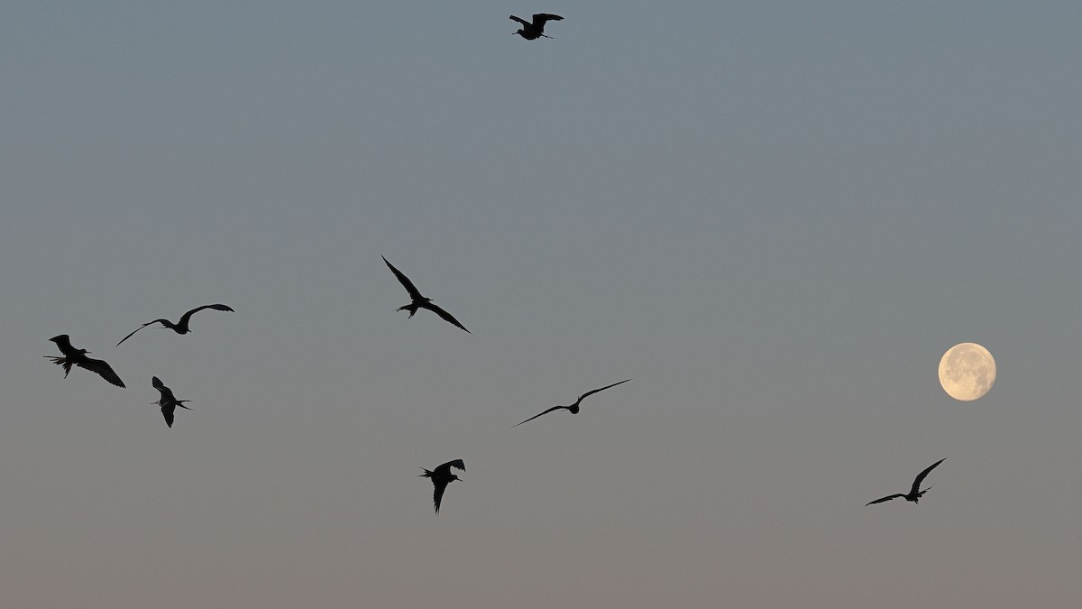 Magnificent Frigatebird - ML617953754