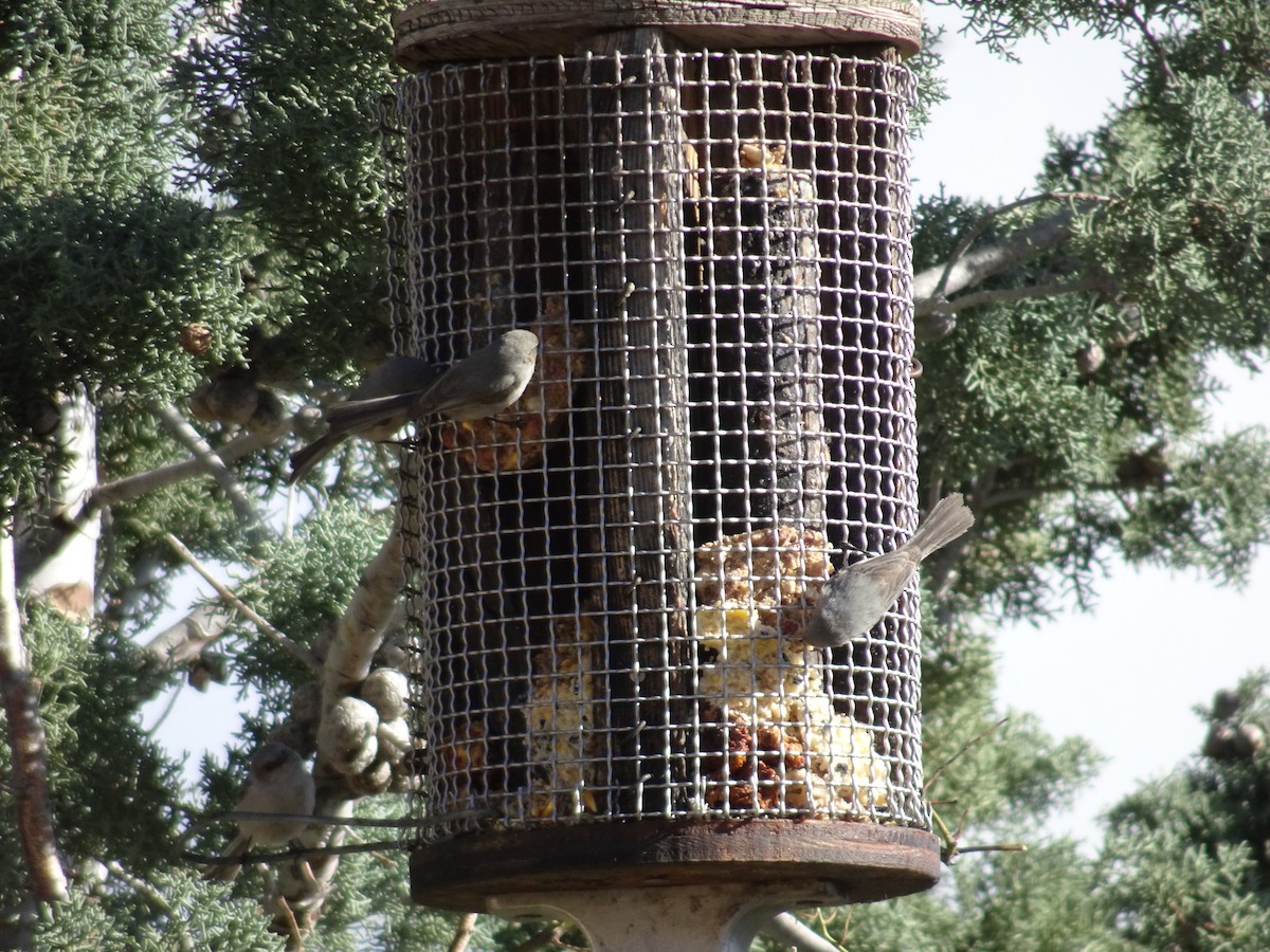 Bushtit - ML617953758