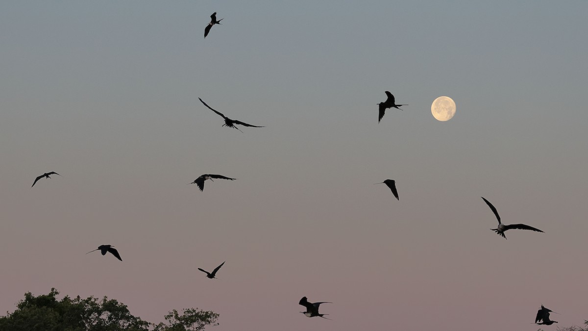 Magnificent Frigatebird - ML617953759