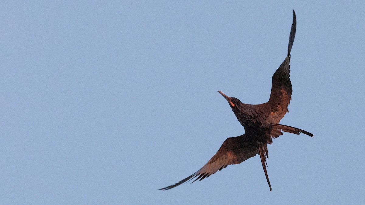 Magnificent Frigatebird - ML617953770