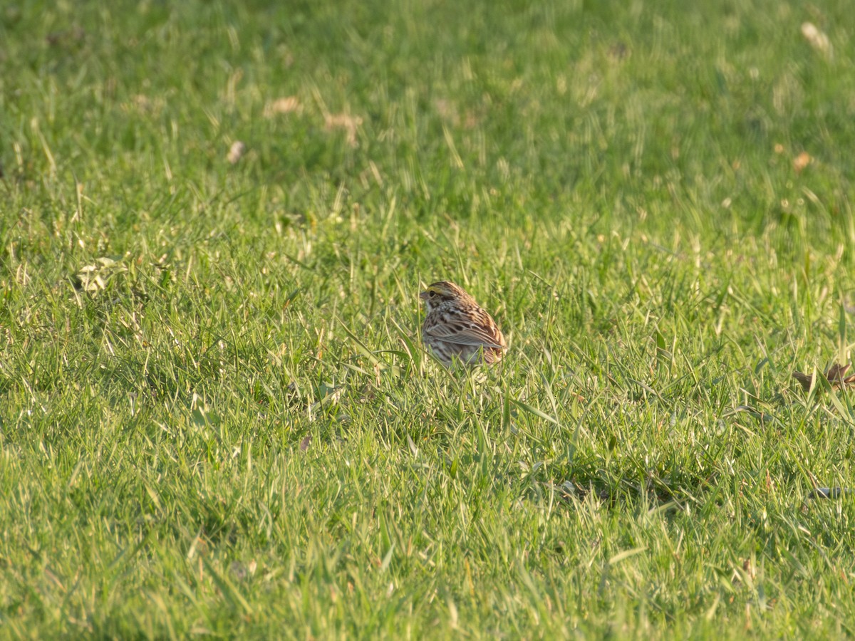 Savannah Sparrow - ML617953813