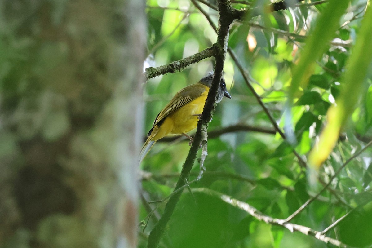 Gray-headed Tanager - ML617953817