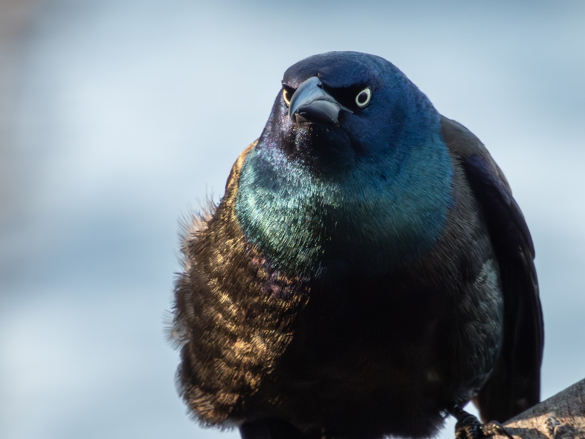 Common Grackle - ML617953835