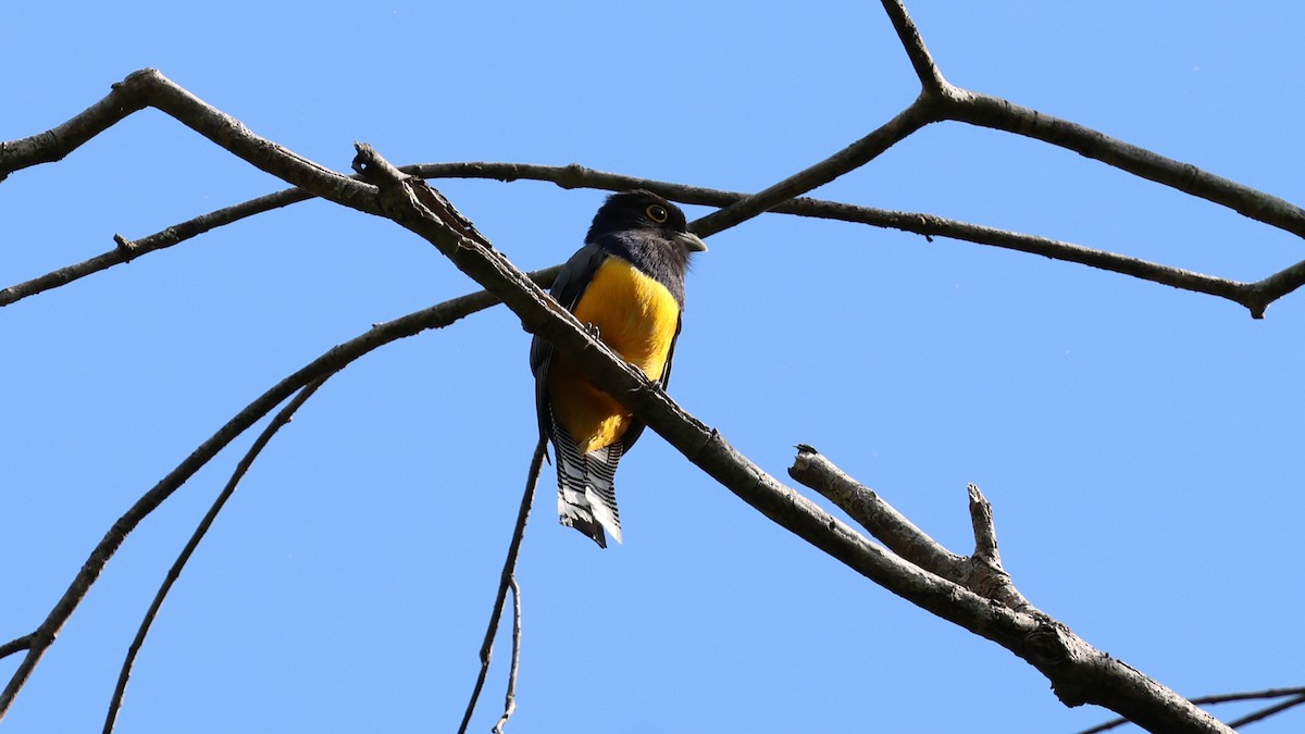 Gartered Trogon - ML617953838