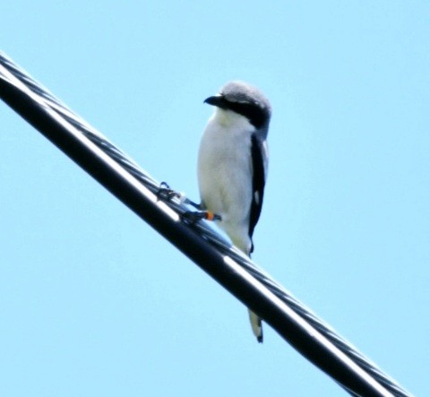 Loggerhead Shrike - ML617953874