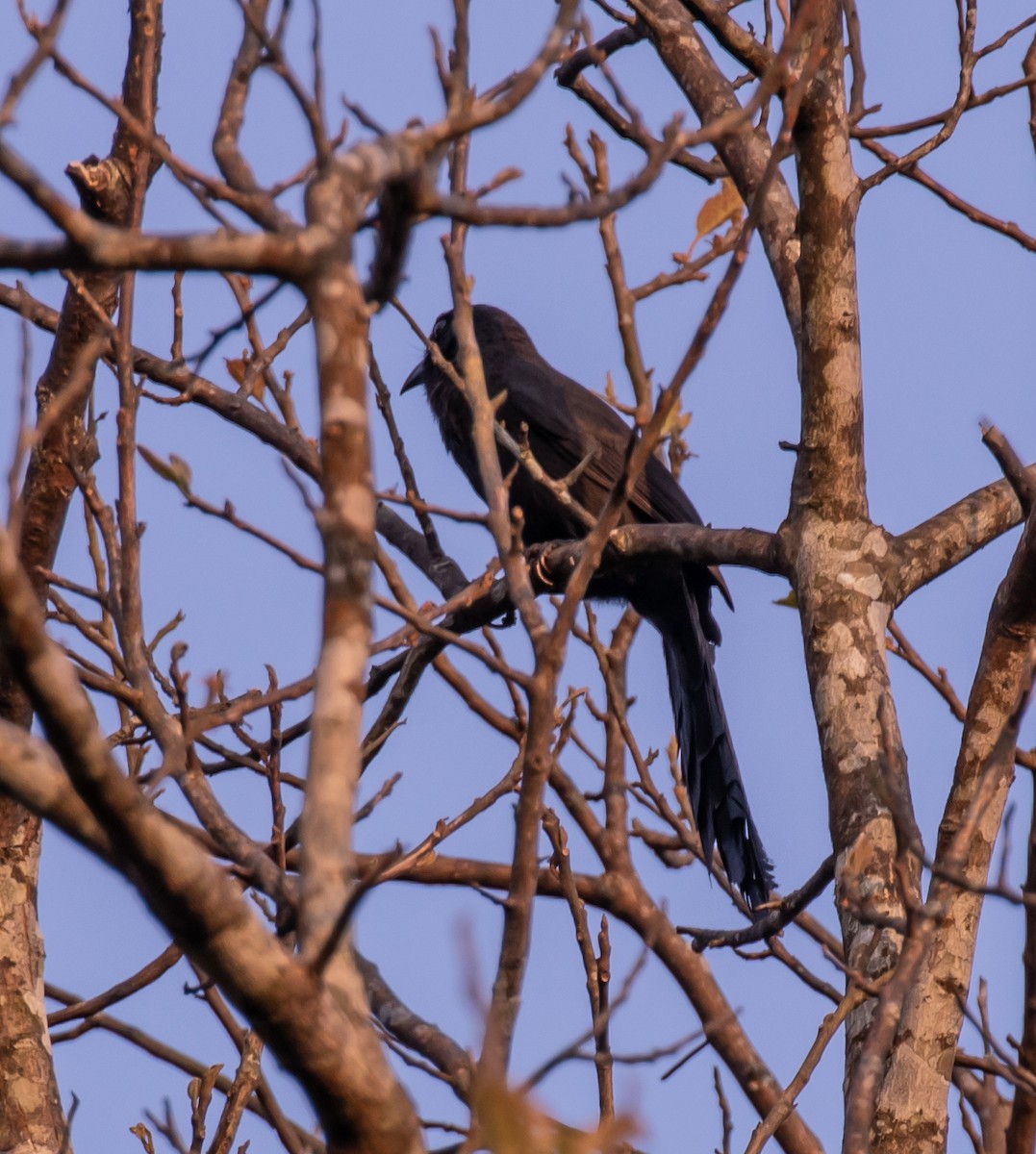 Ratchet-tailed Treepie - ML617953882