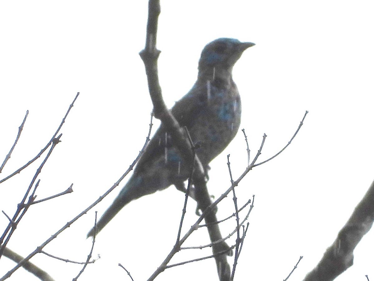 Blue Cotinga - Mary Leigh