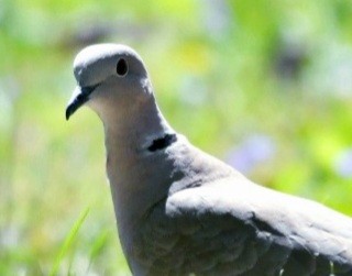 Eurasian Collared-Dove - ML617953900
