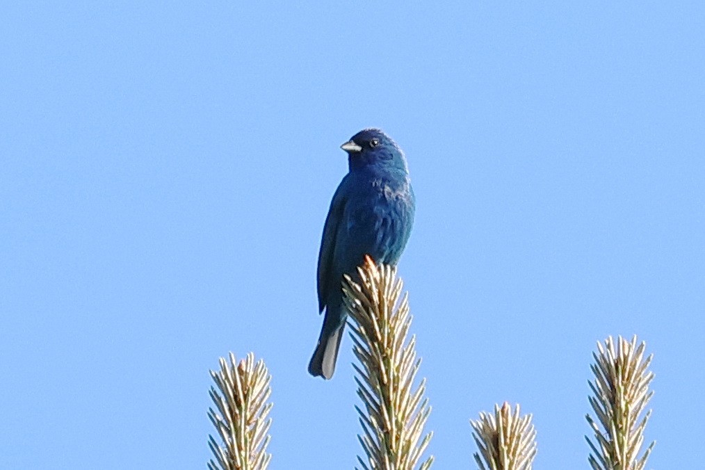 Indigo Bunting - ML617953942