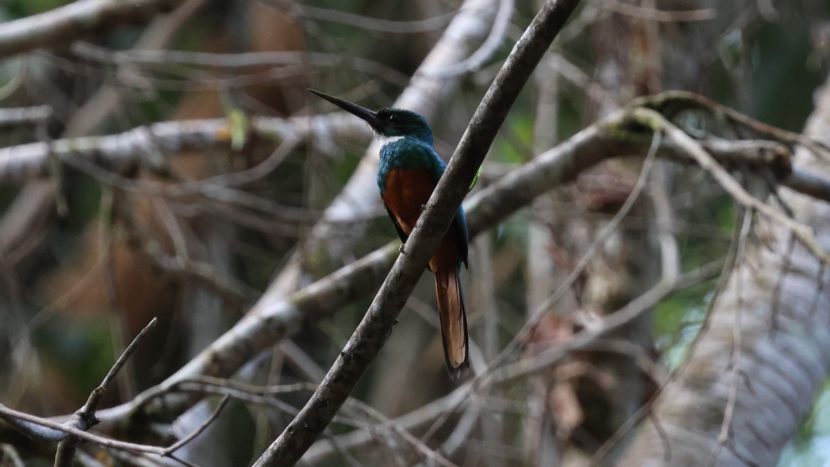 Rufous-tailed Jacamar - ML617953947