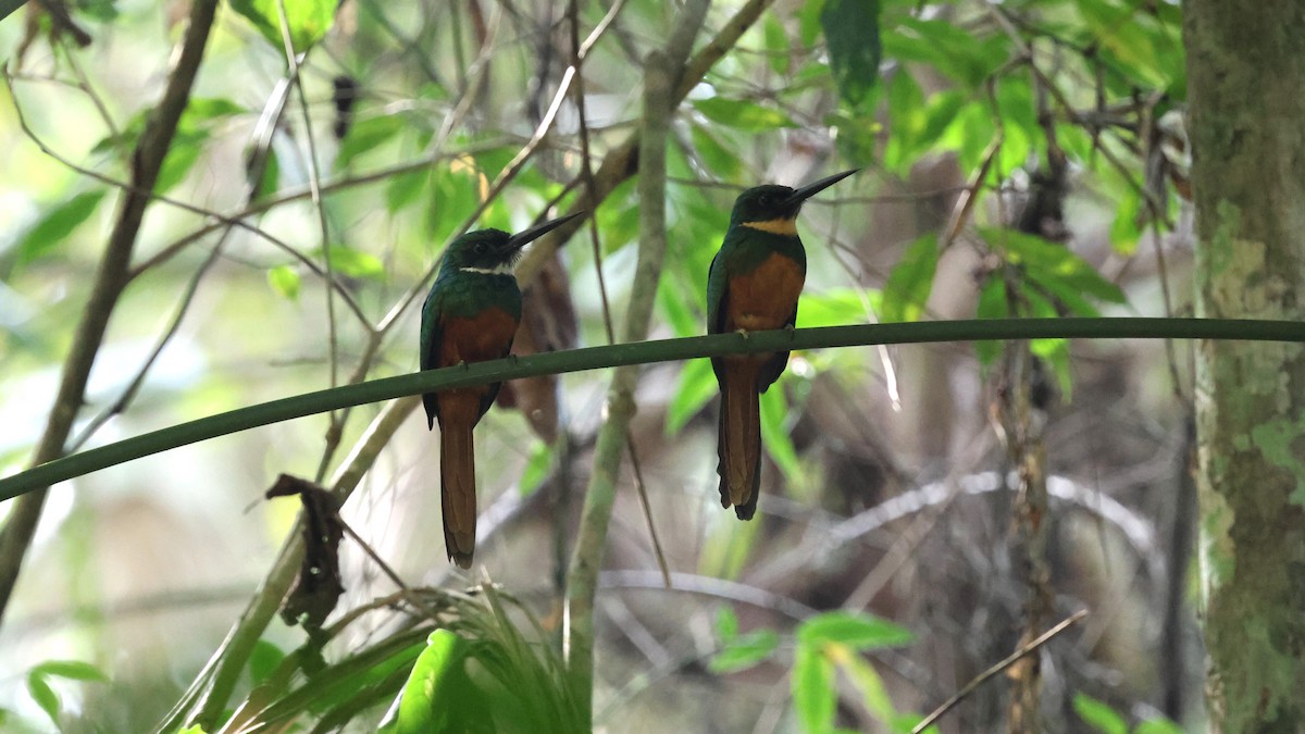 Jacamar à queue rousse - ML617953948