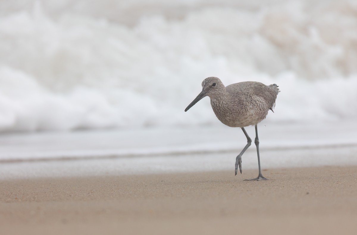 Willet - ML617953973