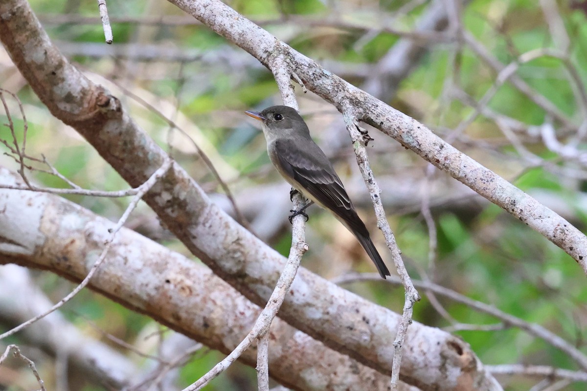 pewee sp. (Contopus sp.) - ML617953985