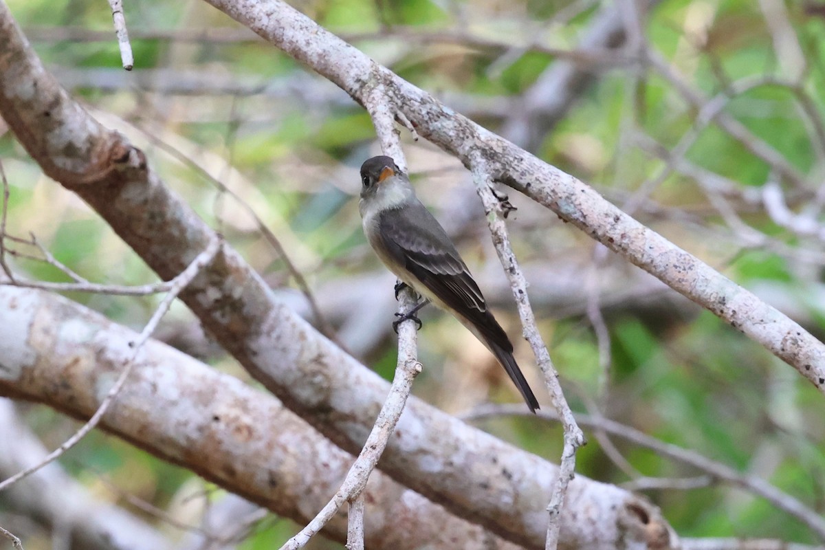 pewee sp. (Contopus sp.) - ML617953986