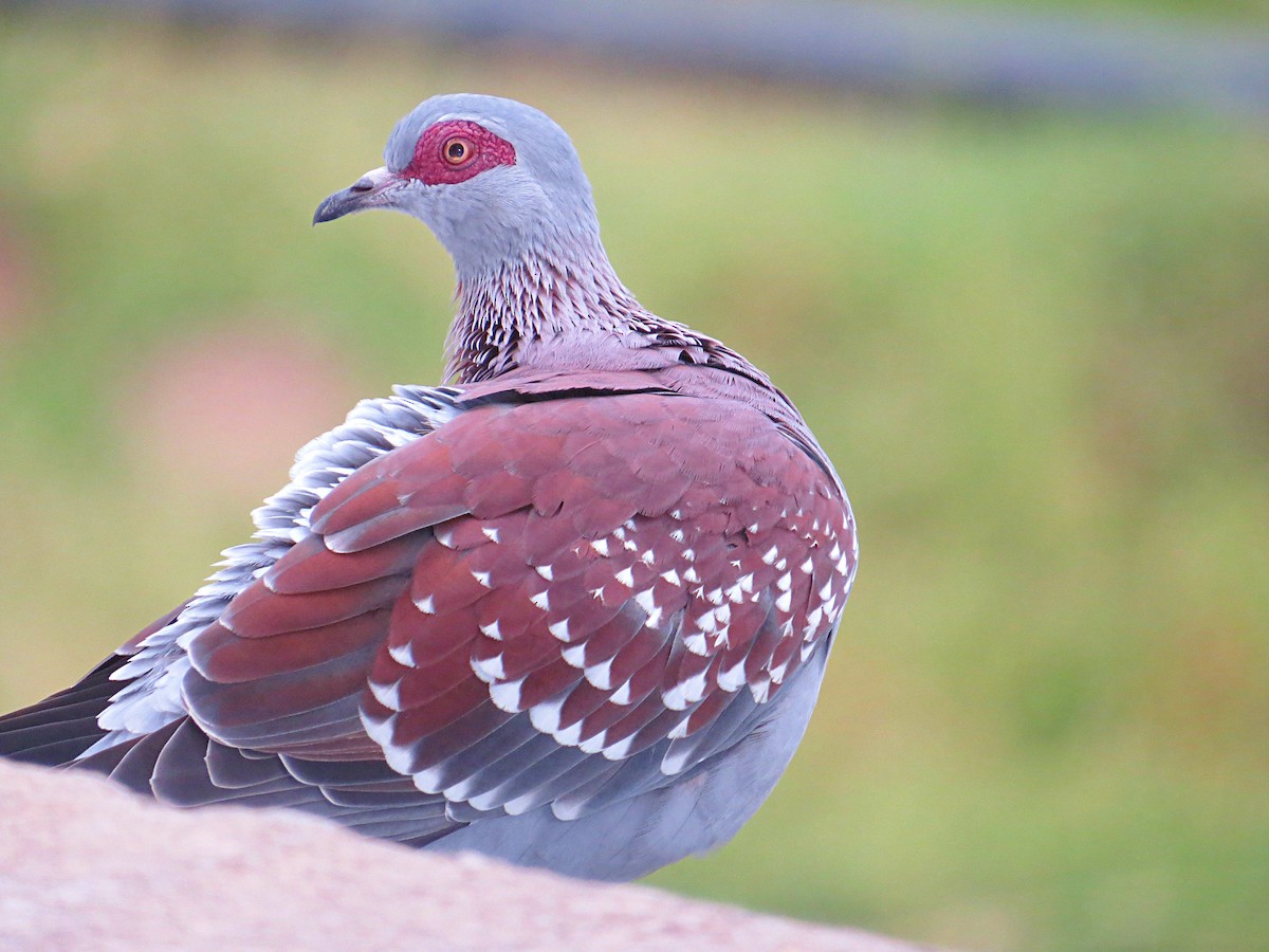 Speckled Pigeon - ML617954010