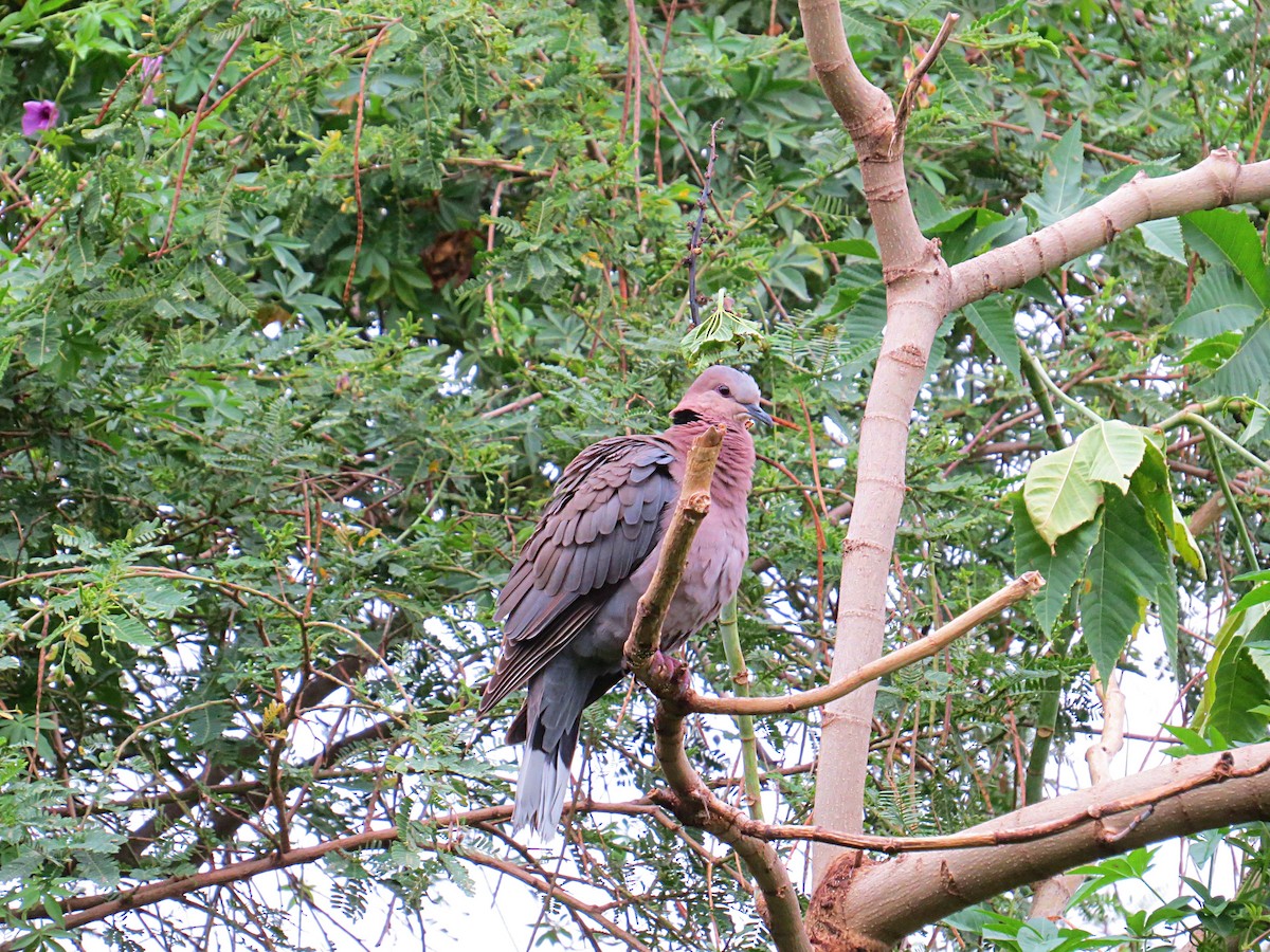 Red-eyed Dove - ML617954024