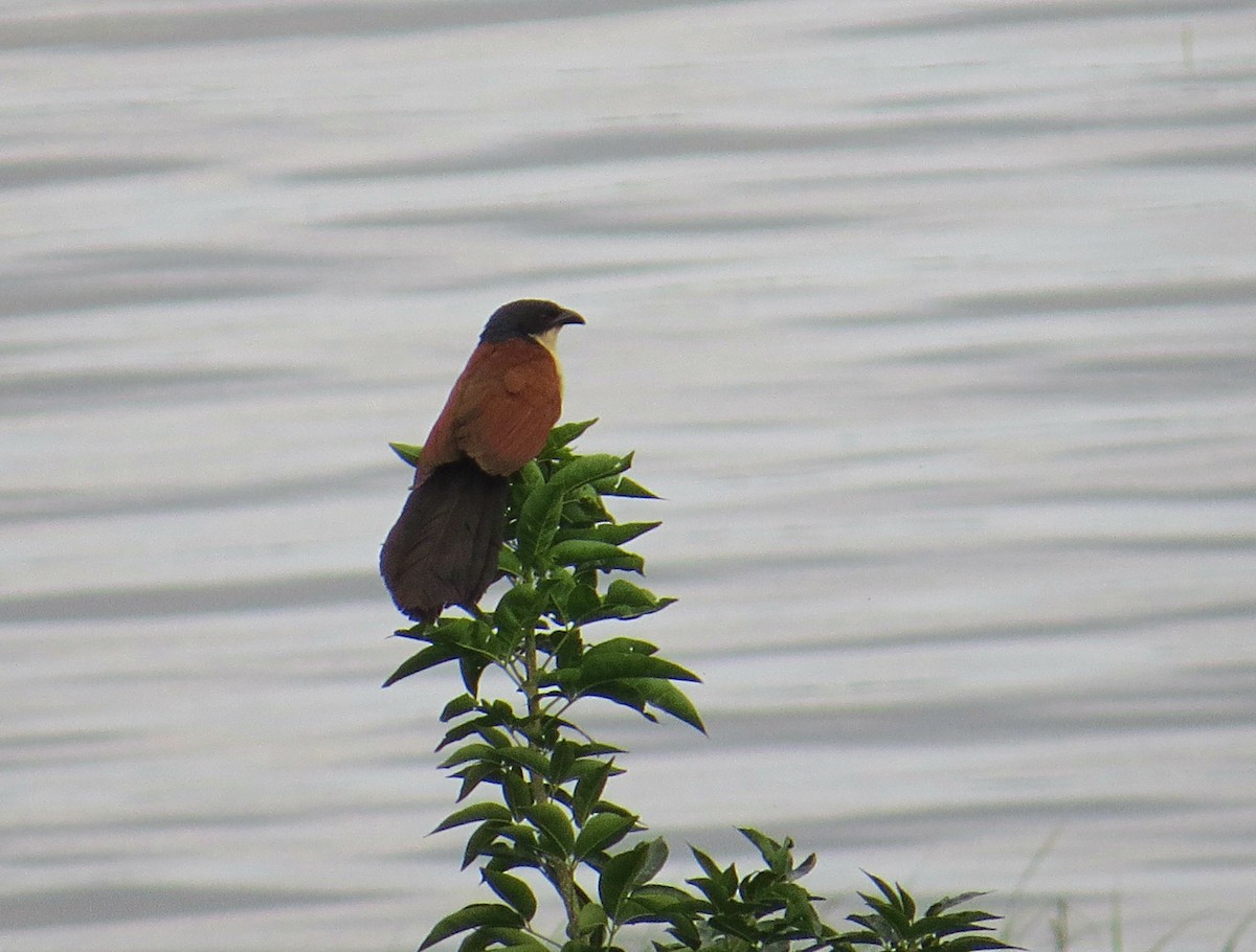 Blue-headed Coucal - ML617954033