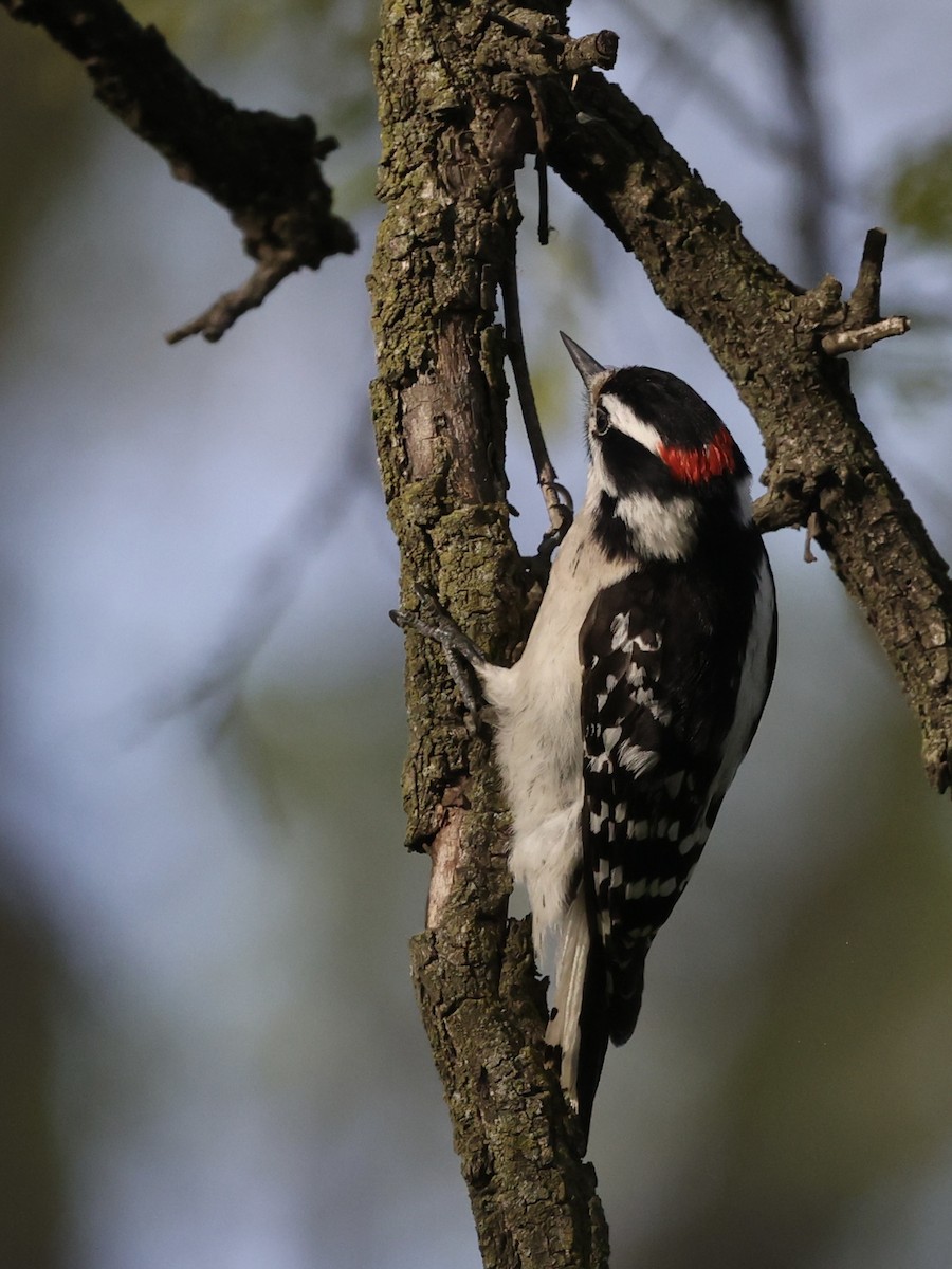 Downy Woodpecker - ML617954069