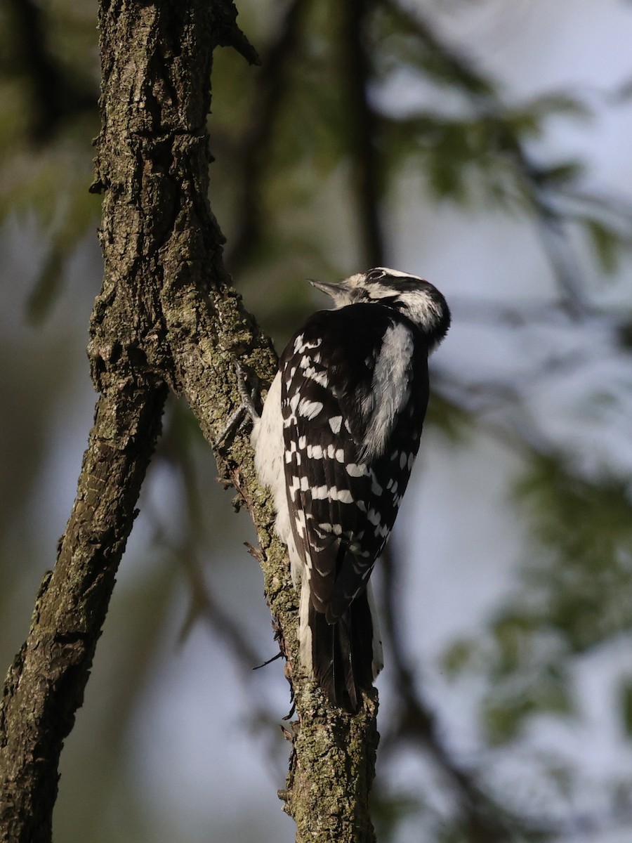 Downy Woodpecker - ML617954078