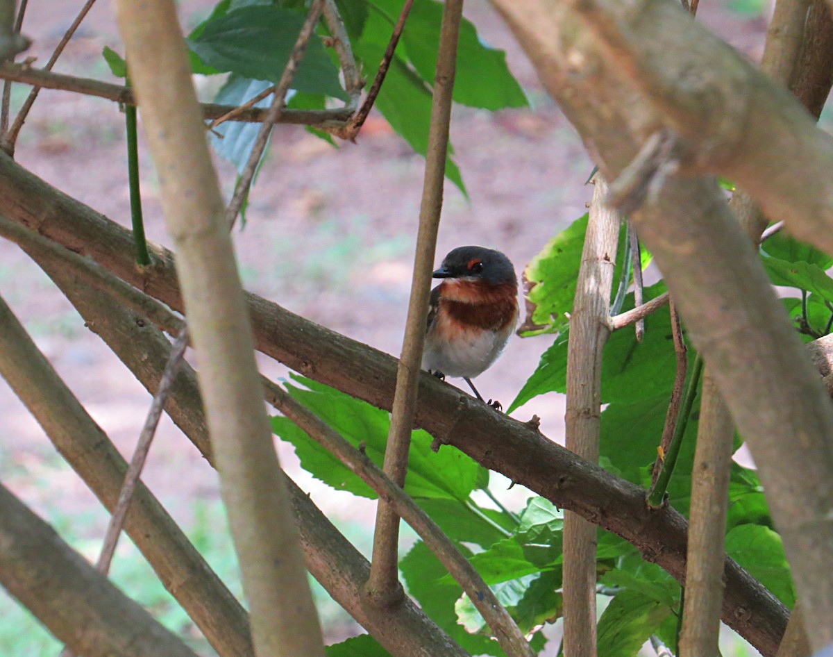 Brown-throated Wattle-eye - Andrew Cauldwell