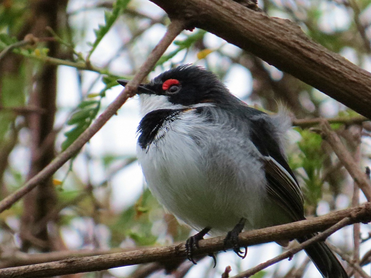 Brown-throated Wattle-eye - ML617954080