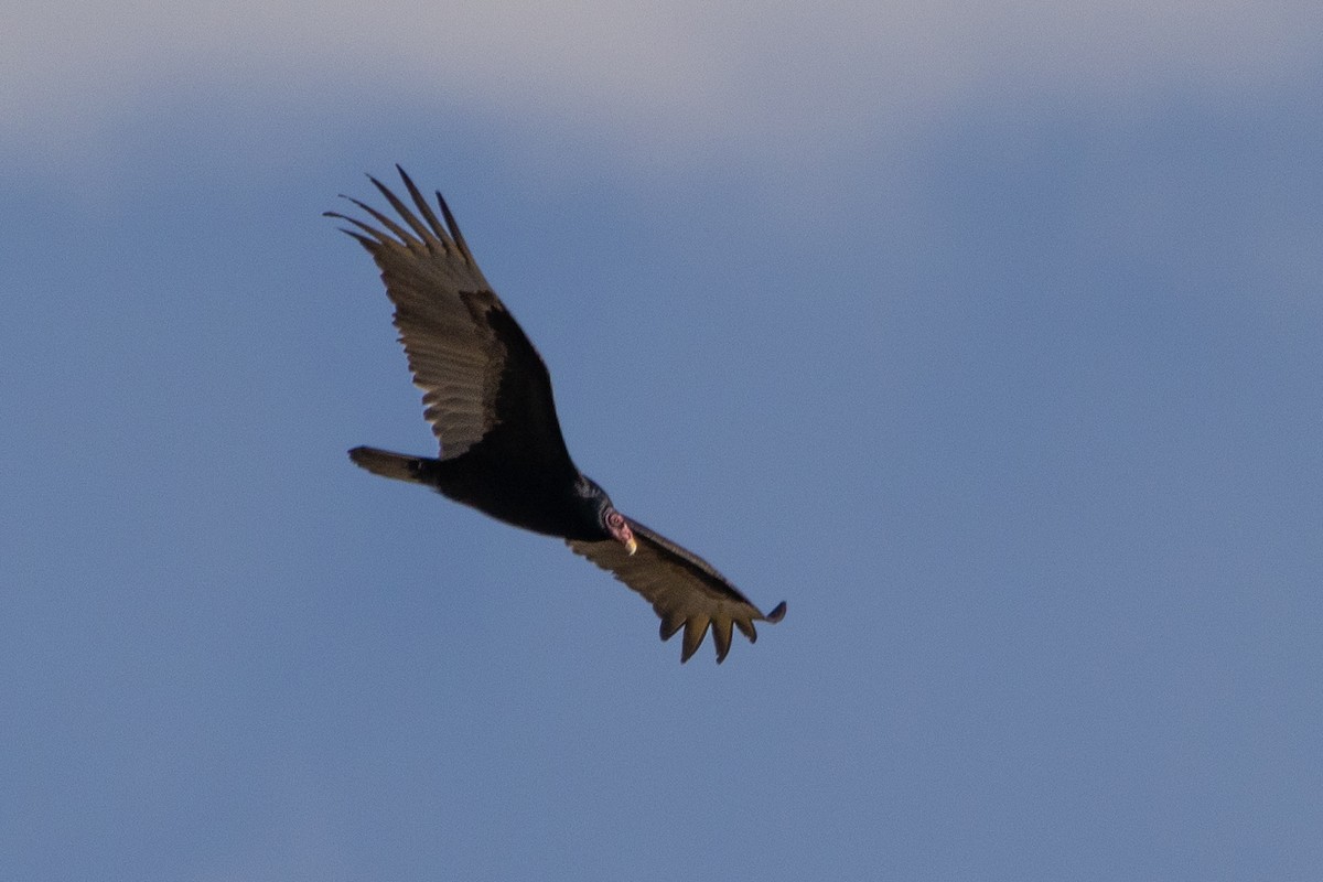 Turkey Vulture - D Gamelin