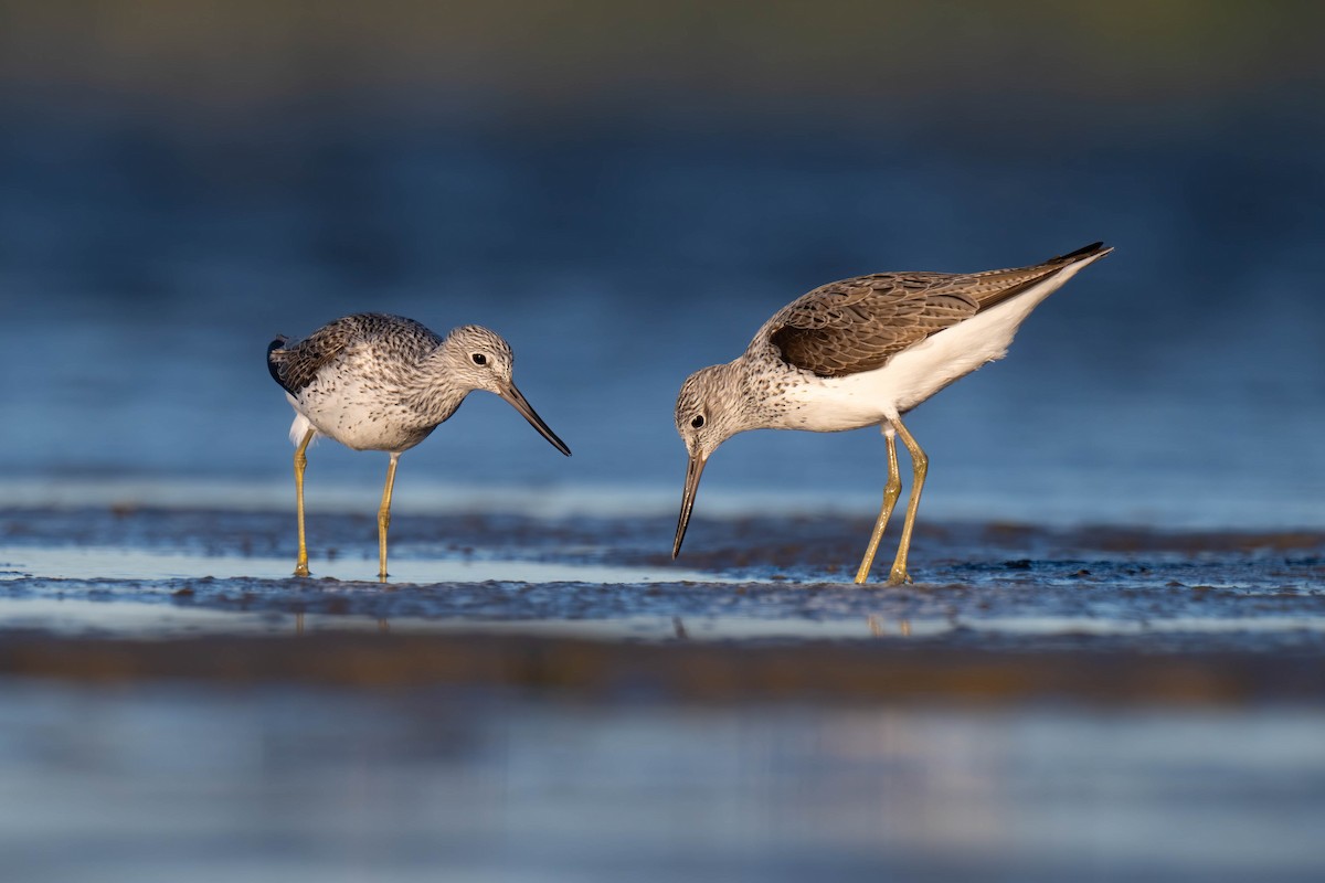 Common Greenshank - ML617954150