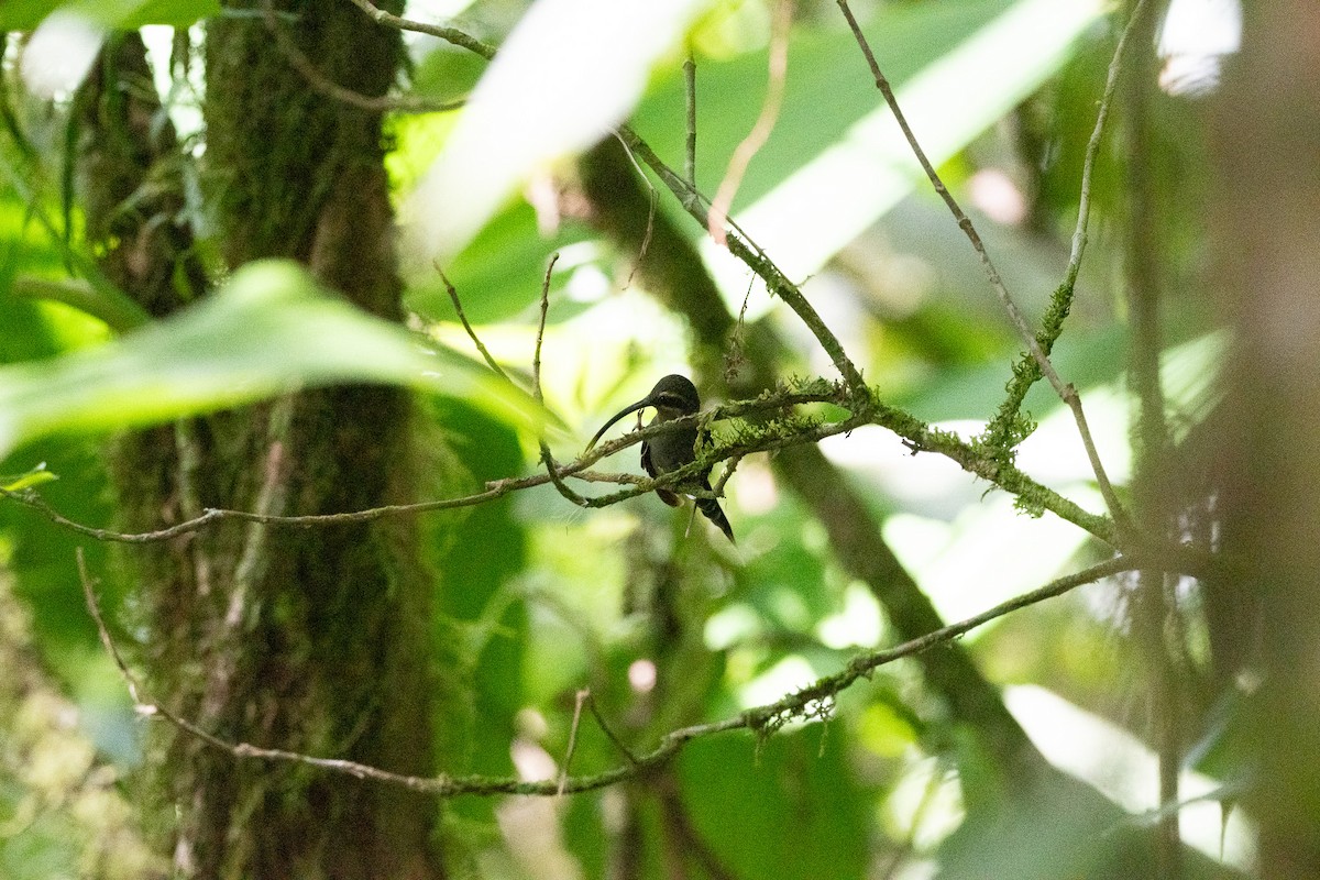 Long-billed Hermit - Chris Camarote