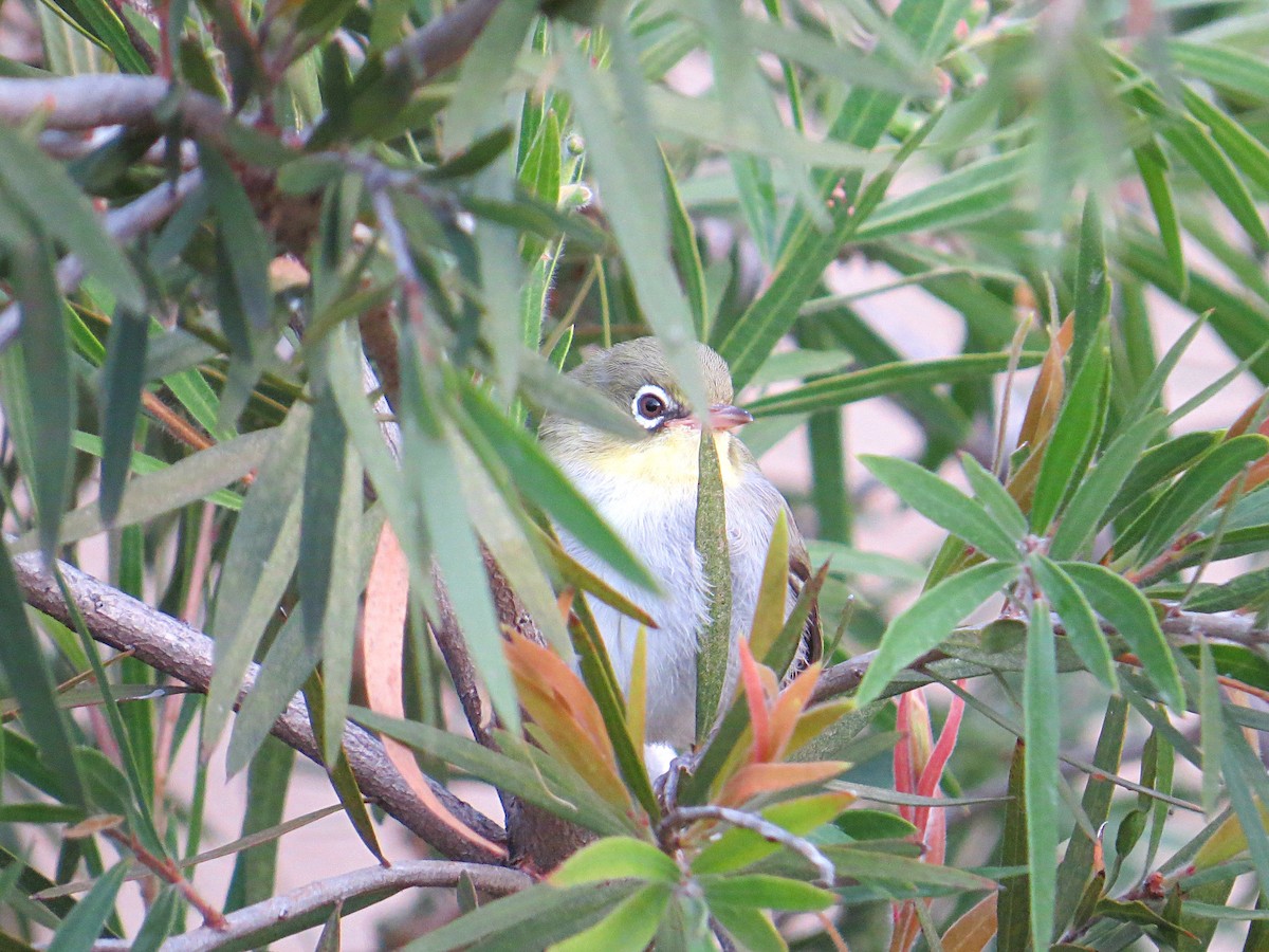 Abyssinian White-eye - Andrew Cauldwell