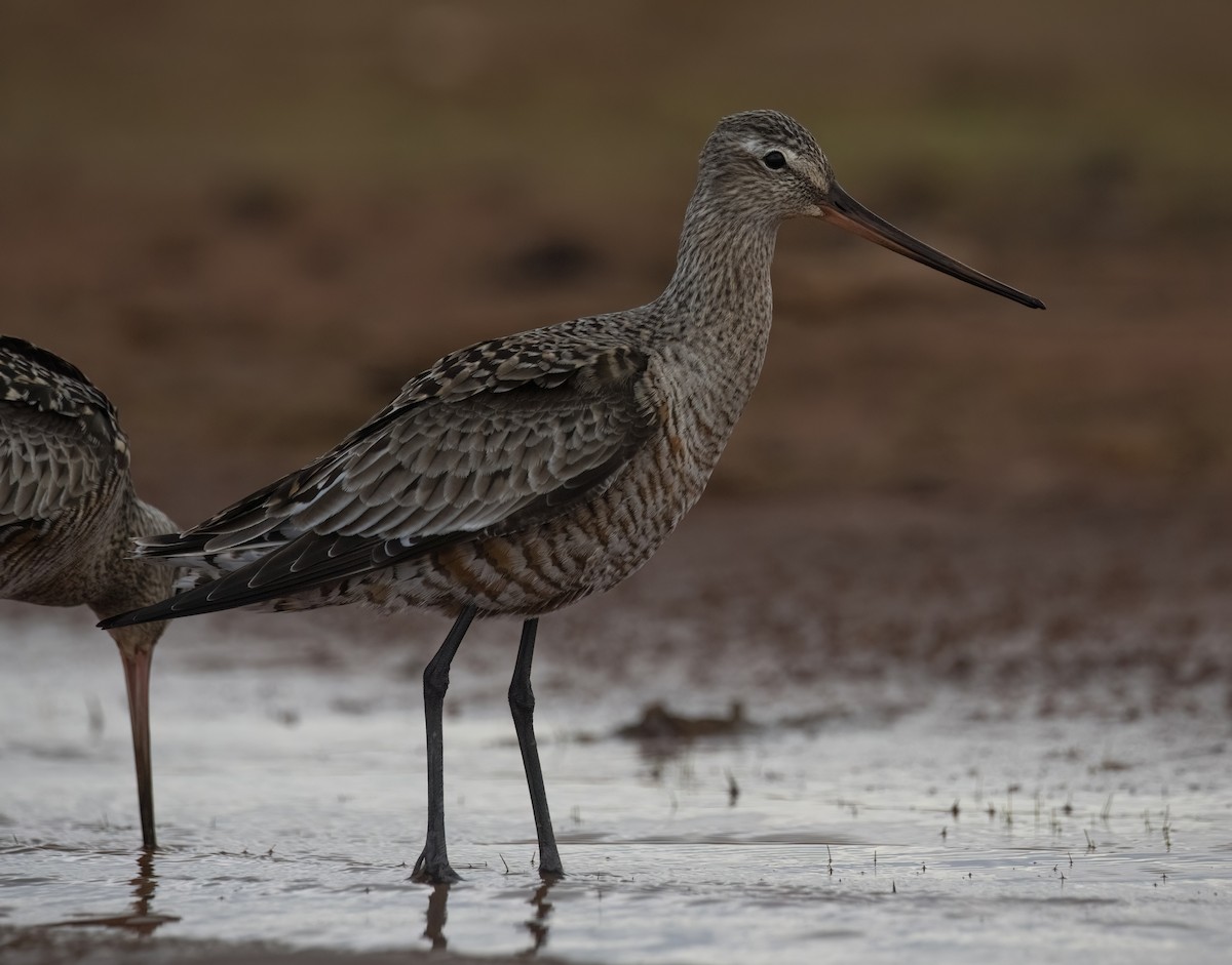 Hudsonian Godwit - ML617954165