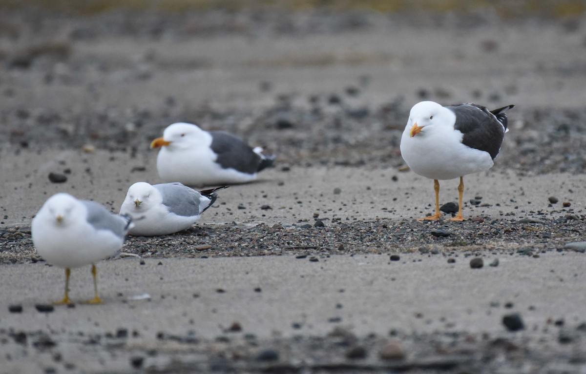 Gaviota Sombría - ML617954199