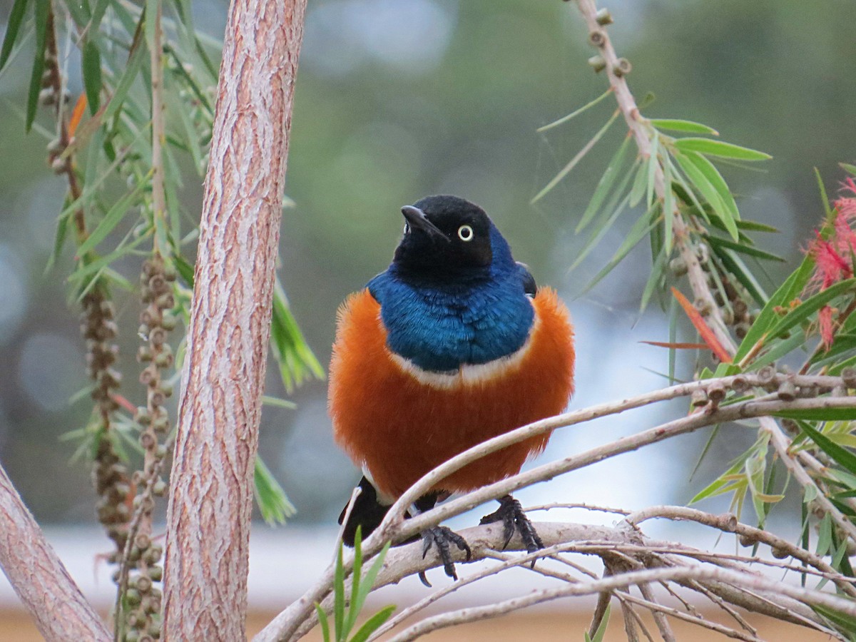 Superb Starling - ML617954218