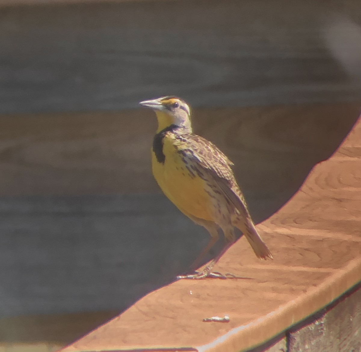 Eastern Meadowlark (Eastern) - ML617954235