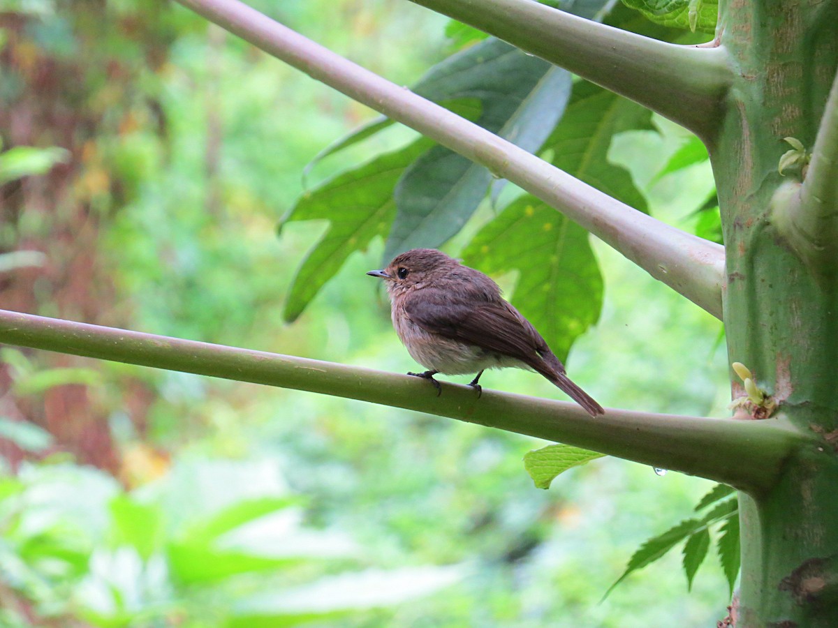 African Dusky Flycatcher - Andrew Cauldwell