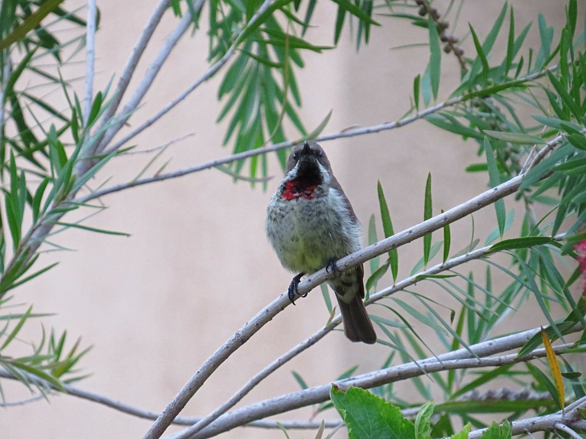 Scarlet-chested Sunbird - ML617954282