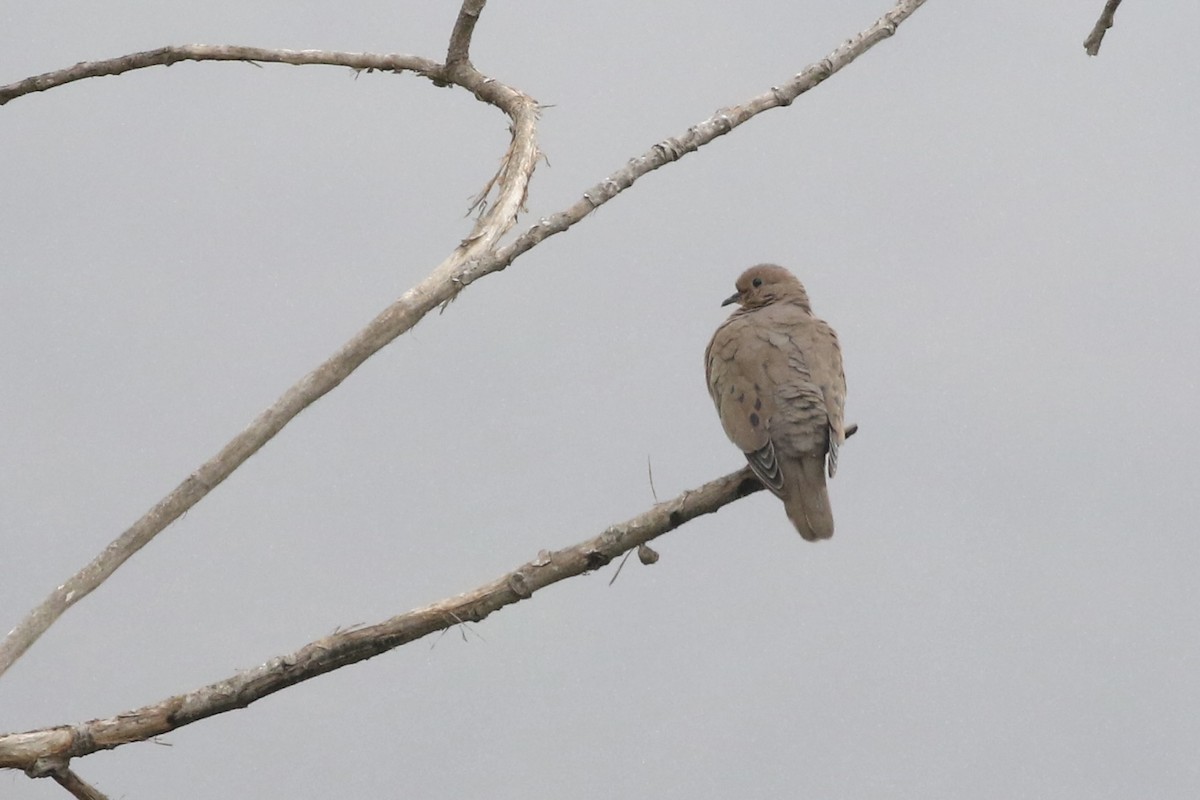 Eared Dove - ML617954351