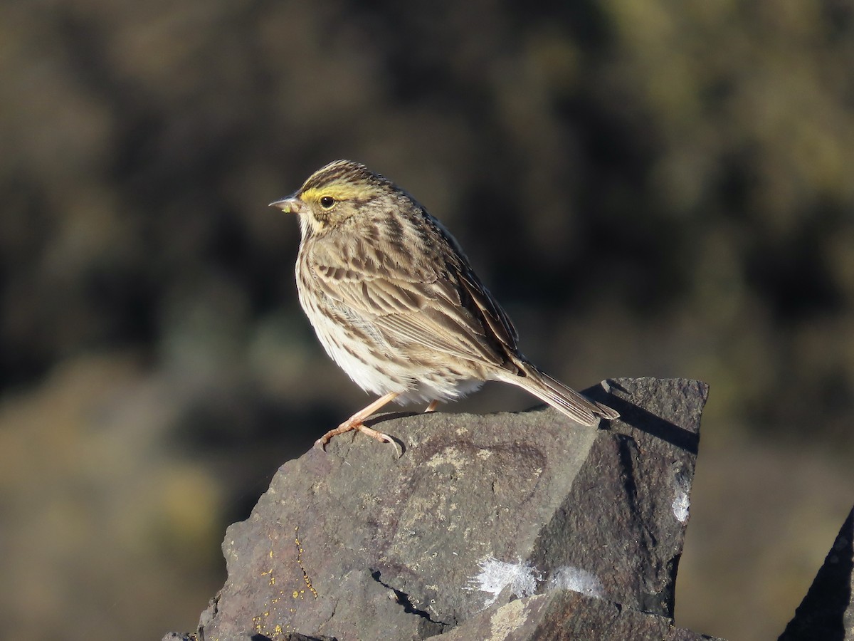 Savannah Sparrow - ML617954360