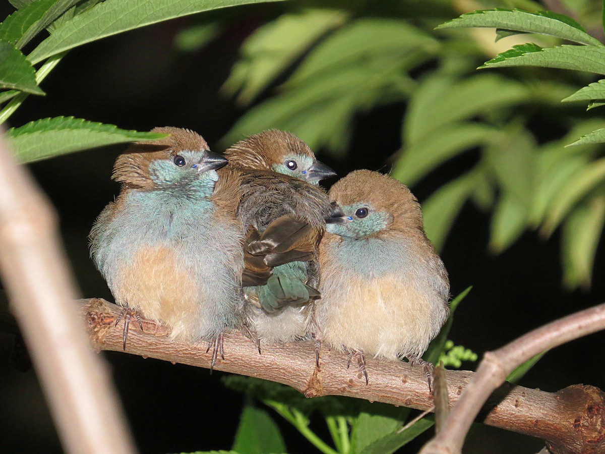 Red-cheeked Cordonbleu - ML617954373