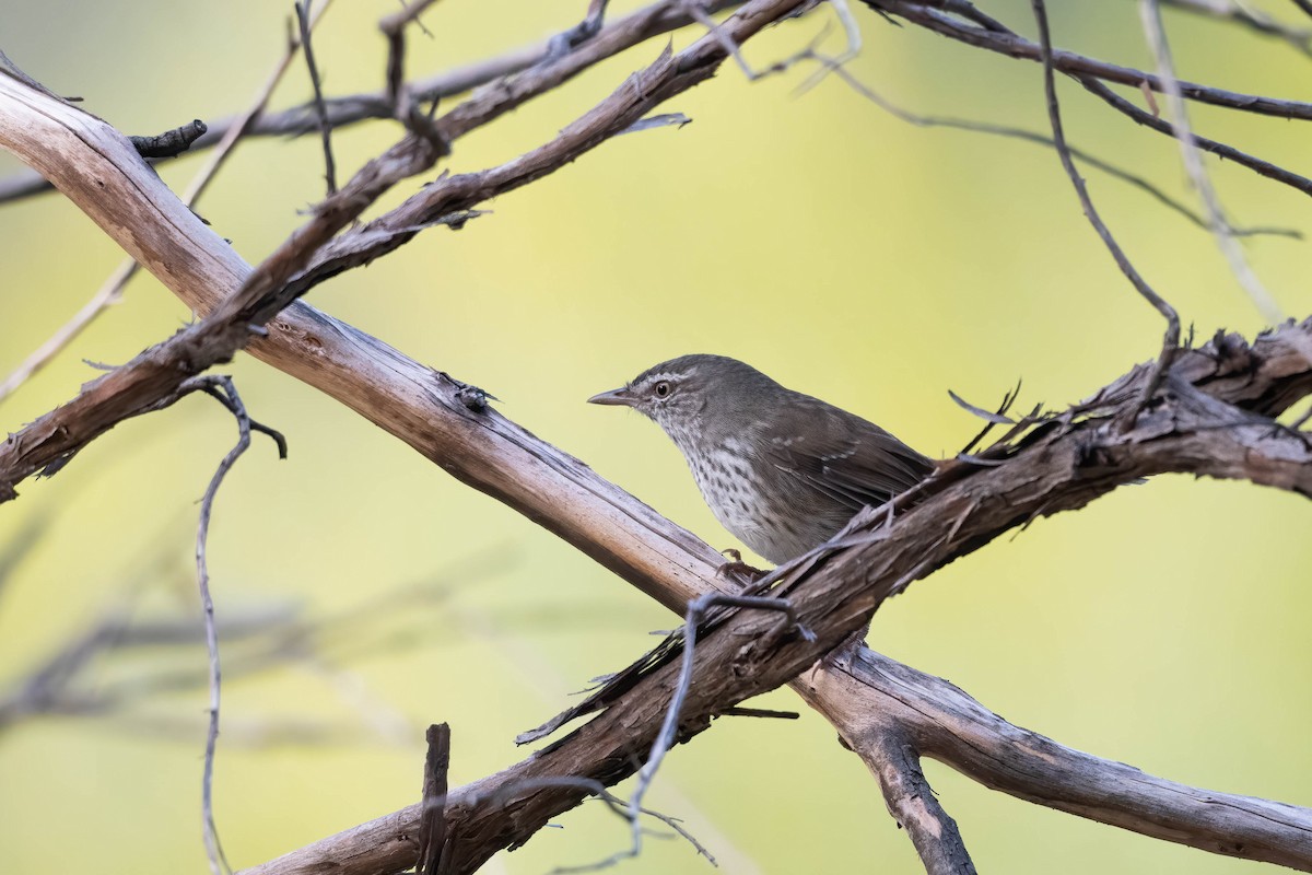 Chestnut-rumped Heathwren - ML617954382