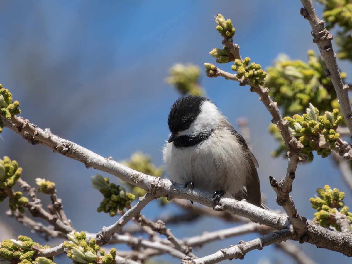 Mésange à tête noire - ML617954400