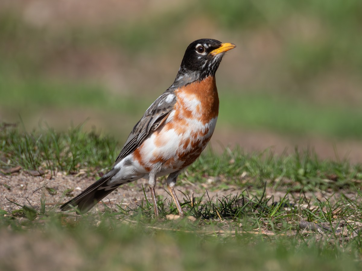 American Robin - ML617954429