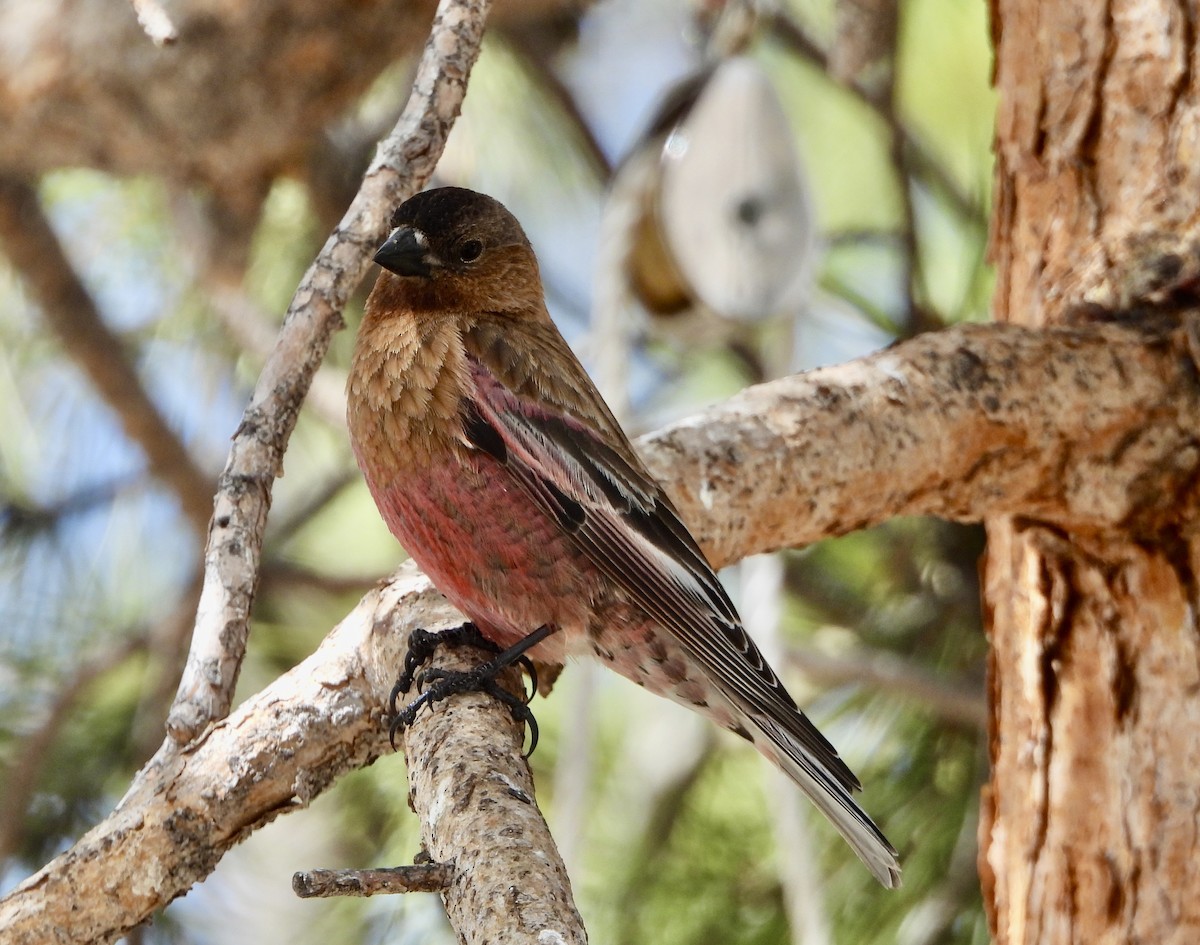 Brown-capped Rosy-Finch - ML617954447