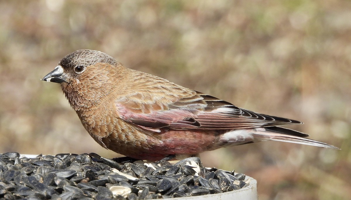 Brown-capped Rosy-Finch - ML617954480