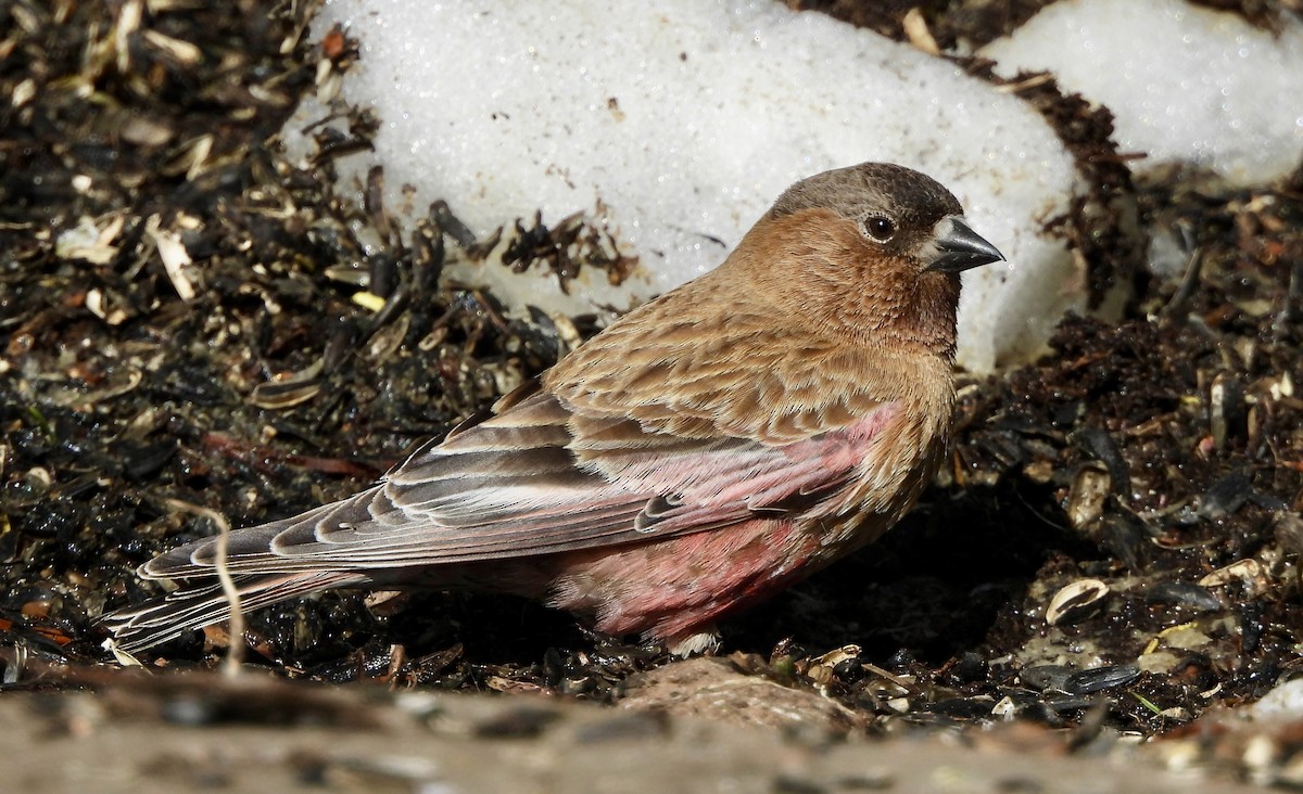 Brown-capped Rosy-Finch - ML617954492