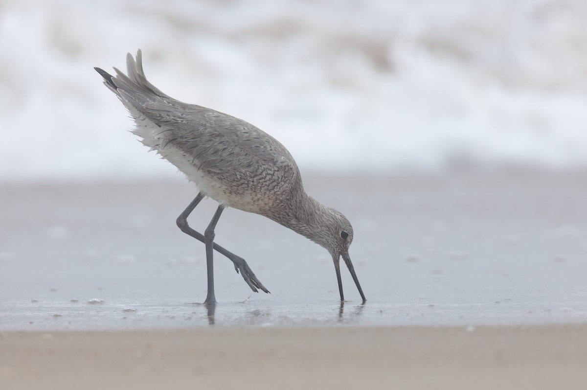 Willet - ML617954494