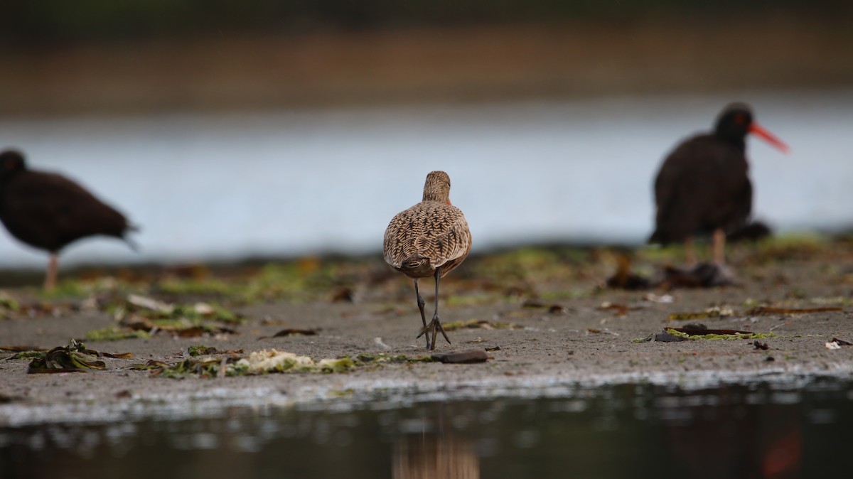 Marbled Godwit - ML617954500