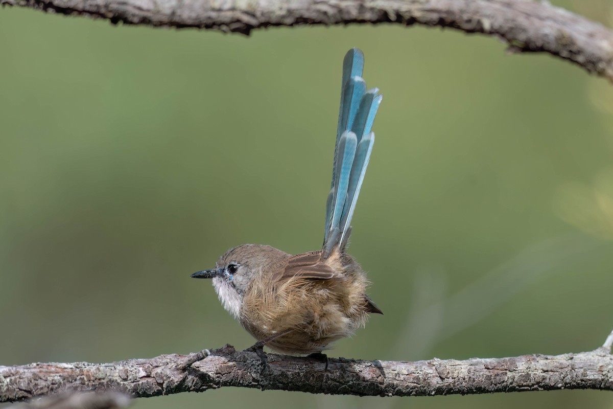 Purple-backed/Variegated Fairywren - ML617954507