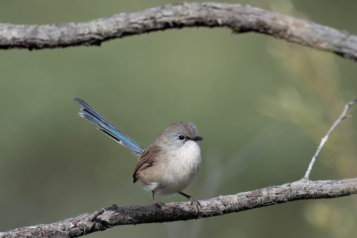 Purple-backed/Variegated Fairywren - ML617954515