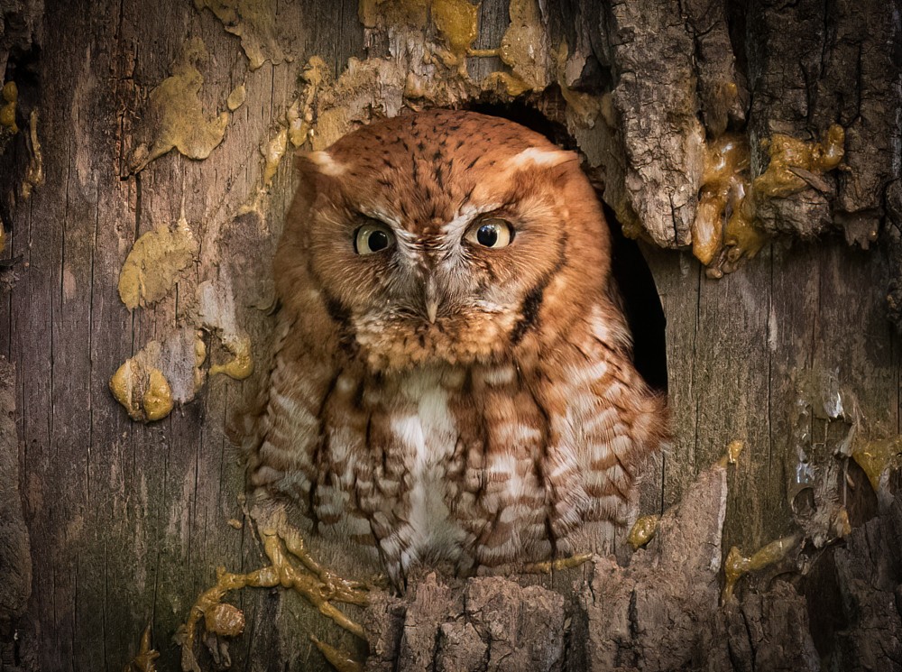 Eastern Screech-Owl - ML617954518